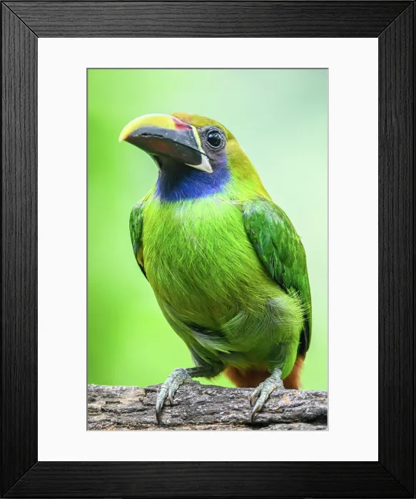 Framed Print : Northern Emerald-Toucanet (Aulacorhynchus prasinus), Toucan family, Costa Rica Framed Print : Northern Emerald-Toucanet (Aulacorhynchus prasinus), Toucan family, Costa Rica