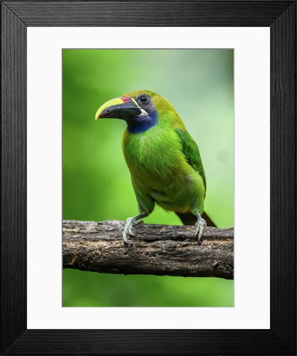 Framed Print : Northern Emerald-Toucanet (Aulacorhynchus prasinus), Toucan family, Costa Rica