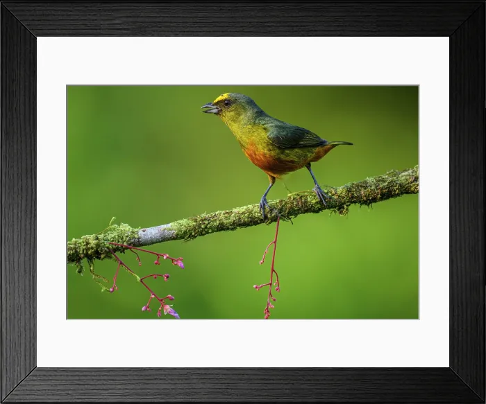 Framed Print : Olive-backed euphonia (Euphonia gouldi) Framed Print : Olive-backed euphonia (Euphonia gouldi)