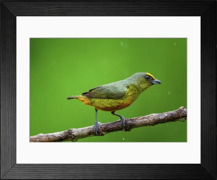 Framed Print : Olive-backed euphonia (Euphonia gouldi) Framed Print : Olive-backed euphonia (Euphonia gouldi)