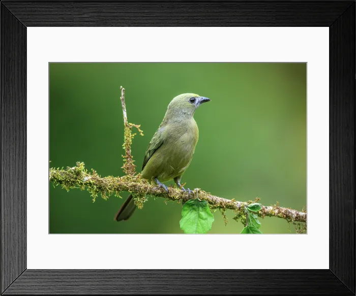 Framed Print : Palm Tanager (Thraupis palmarum) Framed Print : Palm Tanager (Thraupis palmarum)