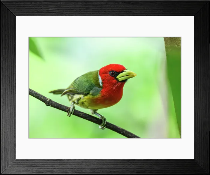 Framed Print : Red-headed barbet (Eubucco bourcierii) Framed Print : Red-headed barbet (Eubucco bourcierii)