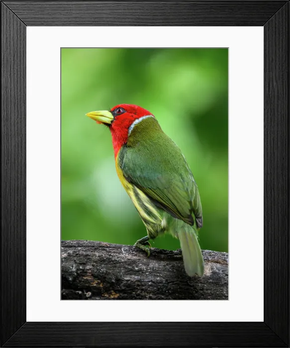 Framed Print : Red-headed barbet (Eubucco bourcierii) Framed Print : Red-headed barbet (Eubucco bourcierii)