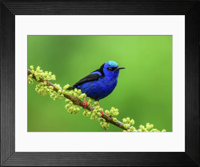 Framed Print : Red-legged honeycreeper (Cyanerpes cyaneus) Framed Print : Red-legged honeycreeper (Cyanerpes cyaneus)
