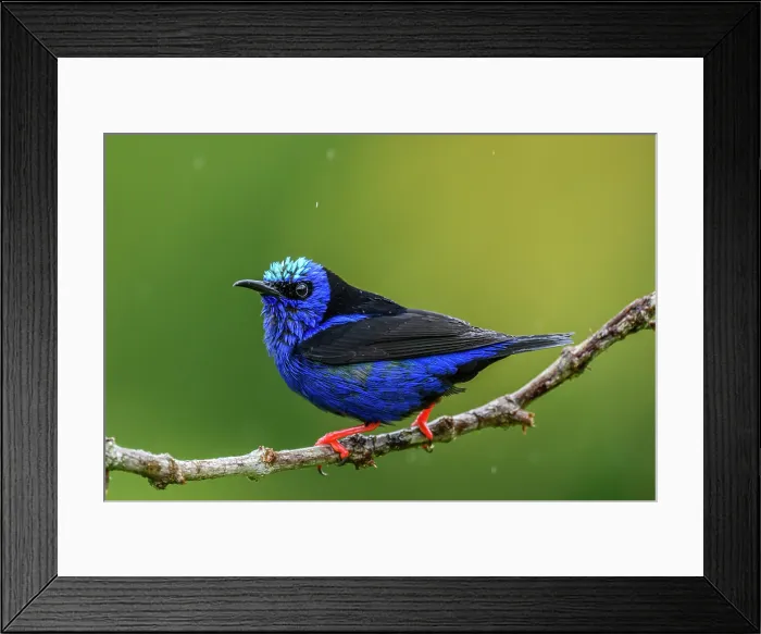 Framed Print : Red-legged honeycreeper (Cyanerpes cyaneus) Framed Print : Red-legged honeycreeper (Cyanerpes cyaneus)