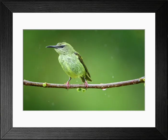 Framed Print : Red-legged honeycreeper (Cyanerpes cyaneus)