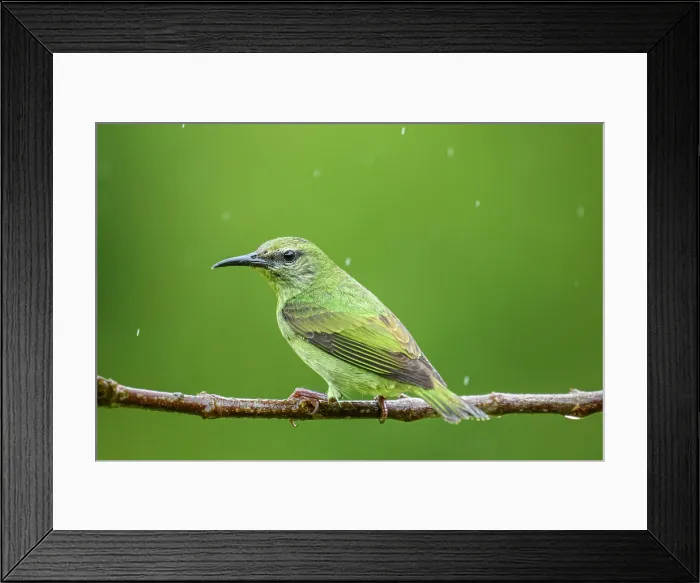 Framed Print : Red-legged honeycreeper (Cyanerpes cyaneus)