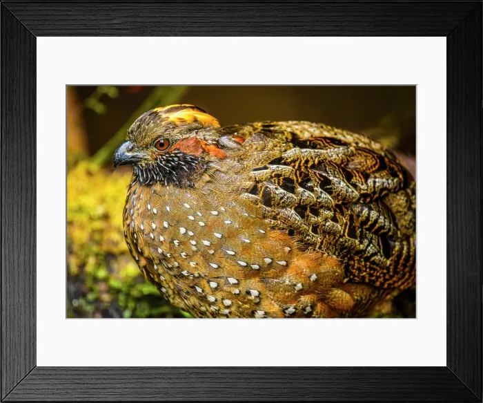 Framed Print : Spotted Wood-Quail (Odontophorus guttatus), Gema del Bosque hotel, Cartago Province, Costa Rica Framed Print : Spotted Wood-Quail (Odontophorus guttatus), Gema del Bosque hotel, Cartago Province, Costa Rica