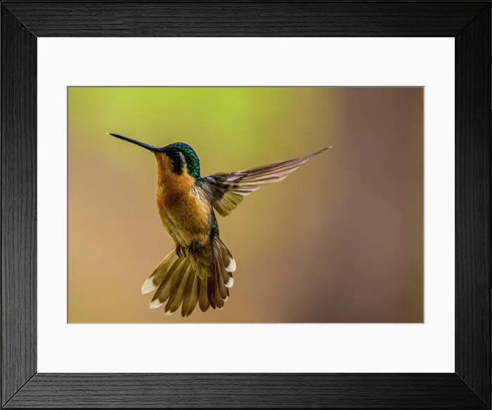 Framed Print : White-throated mountain-gem (Lampornis castaneoventris), Hotel Gema del Bosque, Cartago Province, Copey District, Costa Rica Framed Print : White-throated mountain-gem (Lampornis castaneoventris), Hotel Gema del Bosque, Cartago Province, Copey District, Costa Rica
