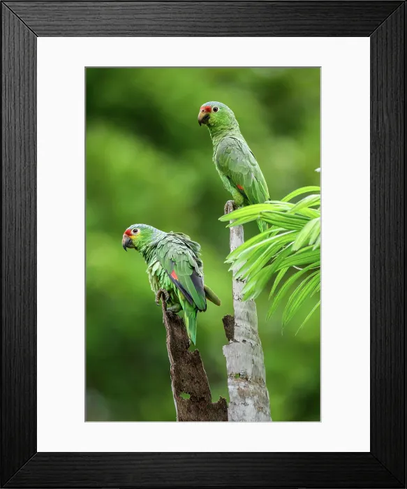 Framed Print : Red-lored parrot (Amazona autumnalis) Framed Print : Red-lored parrot (Amazona autumnalis)