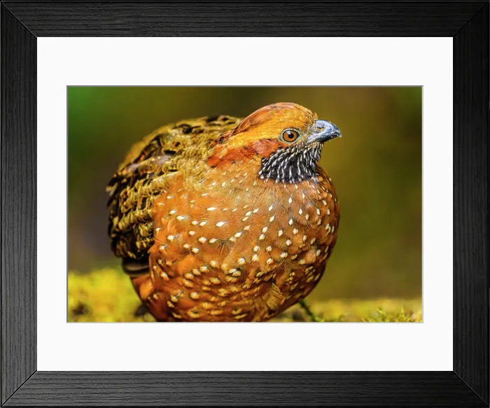 Framed Print : Spotted Wood-Quail (Odontophorus guttatus), Gema del Bosque hotel, Cartago Province, Costa Rica Framed Print : Spotted Wood-Quail (Odontophorus guttatus), Gema del Bosque hotel, Cartago Province, Costa Rica