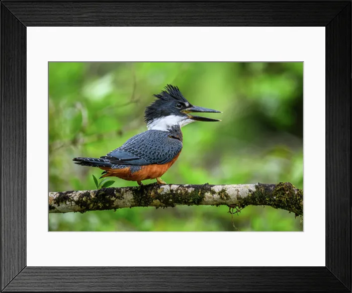 Framed Print : Ringed kingfisher (Megaceryle torquata) Framed Print : Ringed kingfisher (Megaceryle torquata)