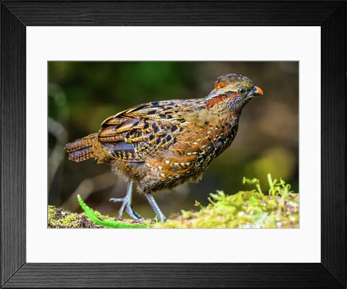 Framed Print : Spotted Wood-Quail (Odontophorus guttatus), Hotel Gema del Bosque, Cartago Province, Copey District, Costa Rica Framed Print : Spotted Wood-Quail (Odontophorus guttatus), Hotel Gema del Bosque, Cartago Province, Copey District, Costa Rica