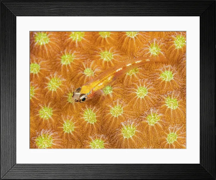 Framed Print : Glass Goby (Coryphopterus hyalinus) on Star Coral, Grand Cayman, Cayman Islands, British West Indies Framed Print : Glass Goby (Coryphopterus hyalinus) on Star Coral, Grand Cayman, Cayman Islands, British West Indies