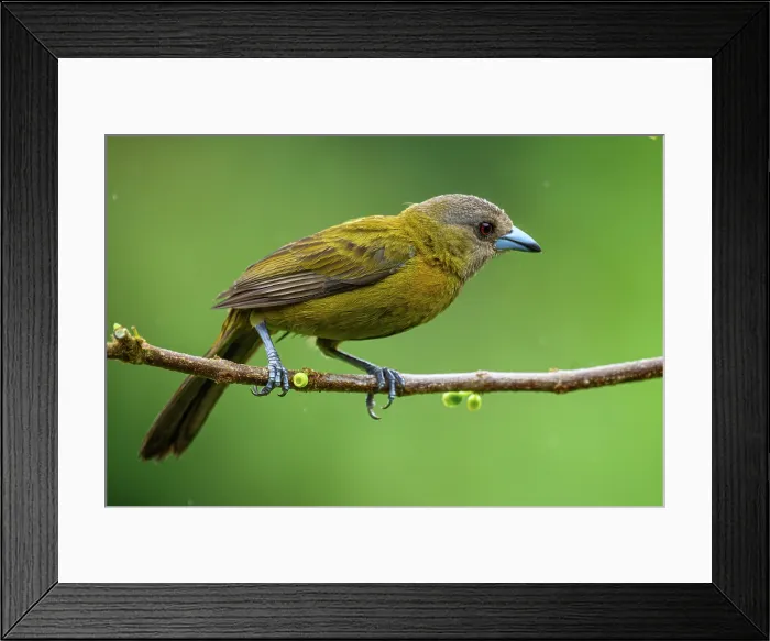 Framed Print : Scarlet-rumped Tanager (Ramphocelus passerinii) Female Framed Print : Scarlet-rumped Tanager (Ramphocelus passerinii) Female