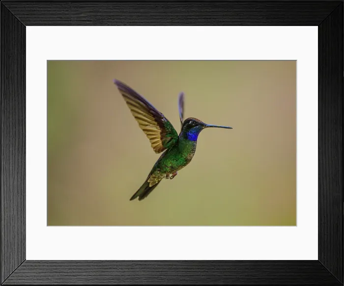 Framed Print : Talamanca hummingbird / Magnificent / hummingbird (Eugenes spectabilis) Framed Print : Talamanca hummingbird / Magnificent / hummingbird (Eugenes spectabilis)