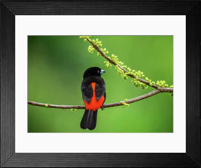 Framed Print : Scarlet-rumped Tanager (Ramphocelus passerinii) Male Framed Print : Scarlet-rumped Tanager (Ramphocelus passerinii) Male