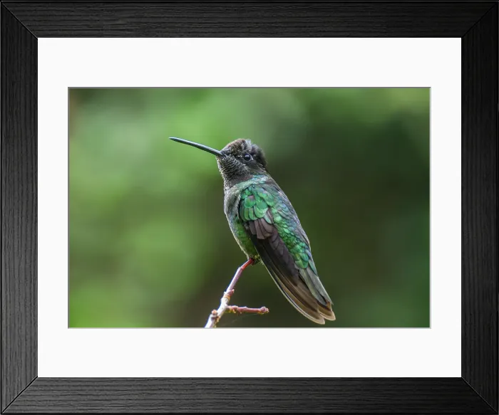 Framed Print : Talamanca hummingbird / Magnificent / hummingbird (Eugenes spectabilis) Framed Print : Talamanca hummingbird / Magnificent / hummingbird (Eugenes spectabilis)