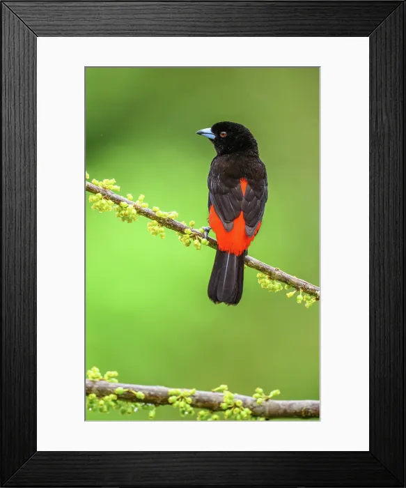 Framed Print : Scarlet-rumped Tanager (Ramphocelus passerinii) Male Framed Print : Scarlet-rumped Tanager (Ramphocelus passerinii) Male
