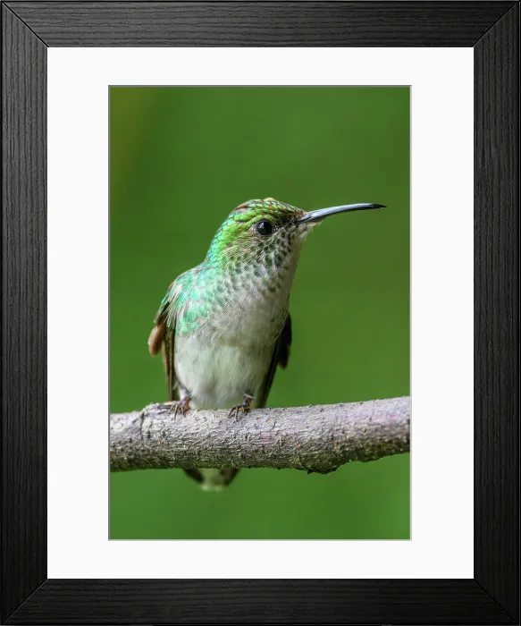 Framed Print : White-tailed emerald (Microchera chionura) Framed Print : White-tailed emerald (Microchera chionura)