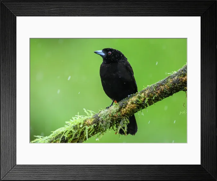 Framed Print : Scarlet-rumped Tanager (Ramphocelus passerinii) Male Framed Print : Scarlet-rumped Tanager (Ramphocelus passerinii) Male