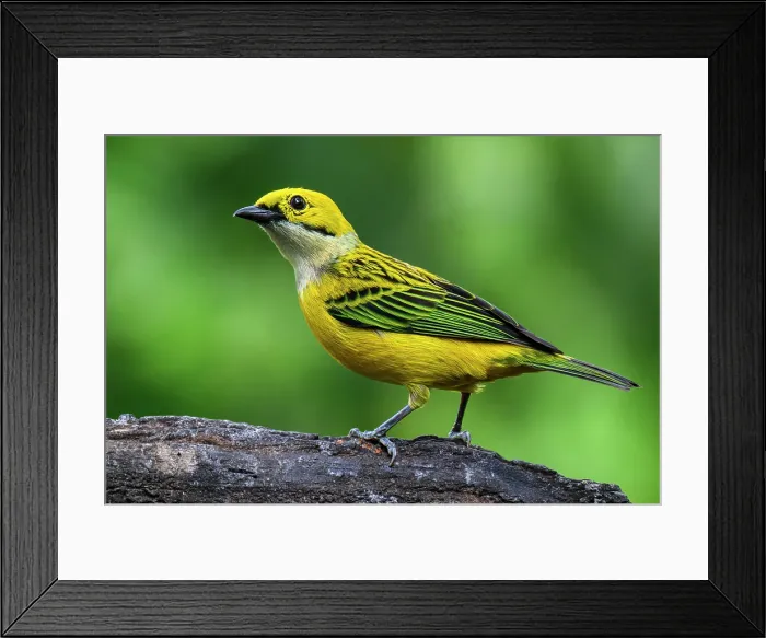 Framed Print : Silver-throated tanager (Tangara icterocephala) Framed Print : Silver-throated tanager (Tangara icterocephala)
