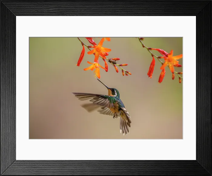 Framed Print : White-throated mountain-gem (Lampornis castaneoventris) Framed Print : White-throated mountain-gem (Lampornis castaneoventris)
