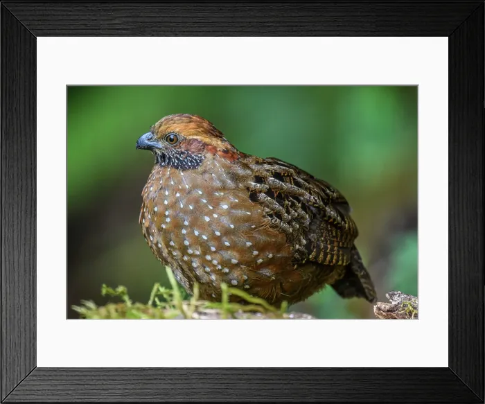 Framed Print : Spotted Wood-Quail (Odontophorus guttatus) Framed Print : Spotted Wood-Quail (Odontophorus guttatus)