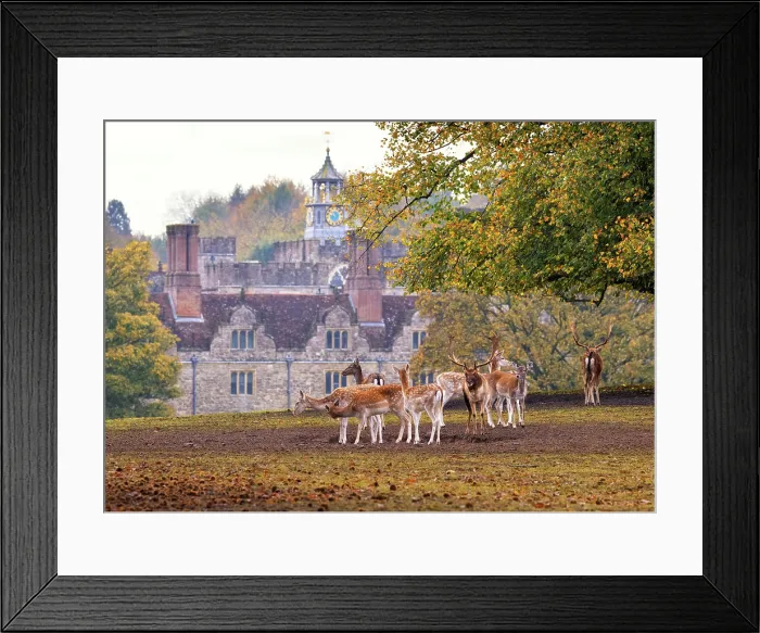 Framed Print : Wild deer herd during rutting season with Knole country house in the background, Knole, Kent, England Framed Print : Wild deer herd during rutting season with Knole country house in the background, Knole, Kent, England