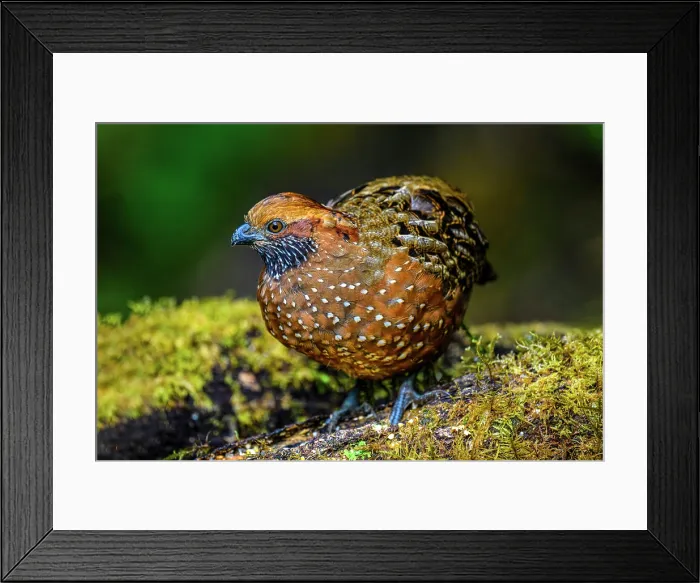 Framed Print : Spotted Wood-Quail (Odontophorus guttatus), Gema del Bosque hotel, Cartago Province, Costa Rica Framed Print : Spotted Wood-Quail (Odontophorus guttatus), Gema del Bosque hotel, Cartago Province, Costa Rica