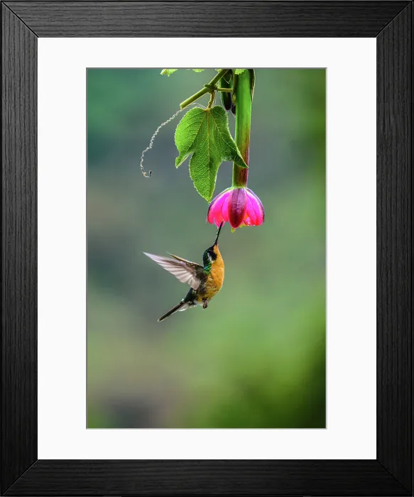 Framed Print : White-throated mountain-gem (Lampornis castaneoventris), Hotel Gema del Bosque, Alajuela, Costa Rica Framed Print : White-throated mountain-gem (Lampornis castaneoventris), Hotel Gema del Bosque, Alajuela, Costa Rica