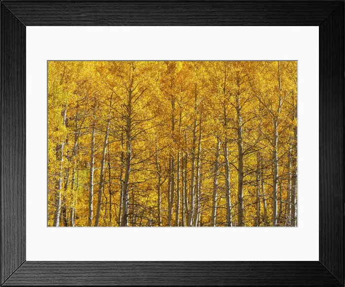 Framed Print : USA, Colorado, Million Dollar Highway between Silverton and Durango, Autumnal Foliage