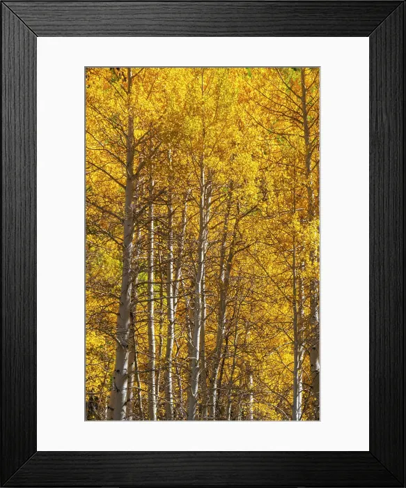 Framed Print : USA, Colorado, Million Dollar Highway between Silverton and Durango, Autumnal Foliage Framed Print : USA, Colorado, Million Dollar Highway between Silverton and Durango, Autumnal Foliage