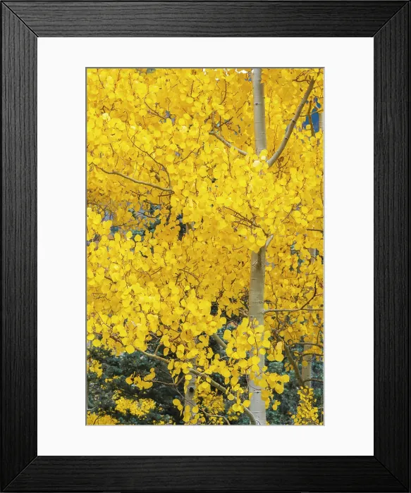 Framed Print : USA, Colorado, Million Dollar Highway between Silverton and Durango, Autumnal Foliage