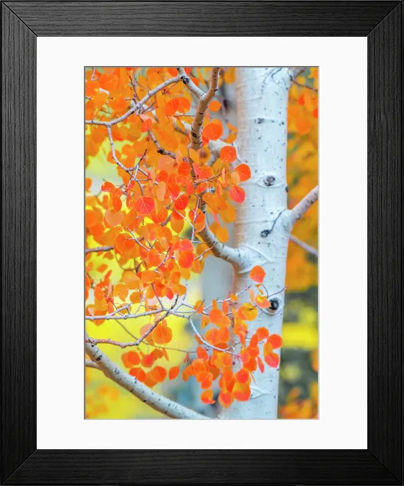 Framed Print : USA, Colorado, Million Dollar Highway between Silverton and Durango, Autumnal Foliage Framed Print : USA, Colorado, Million Dollar Highway between Silverton and Durango, Autumnal Foliage