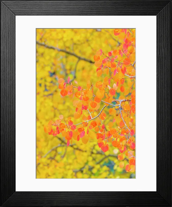 Framed Print : USA, Colorado, Million Dollar Highway between Silverton and Durango, Autumnal Foliage