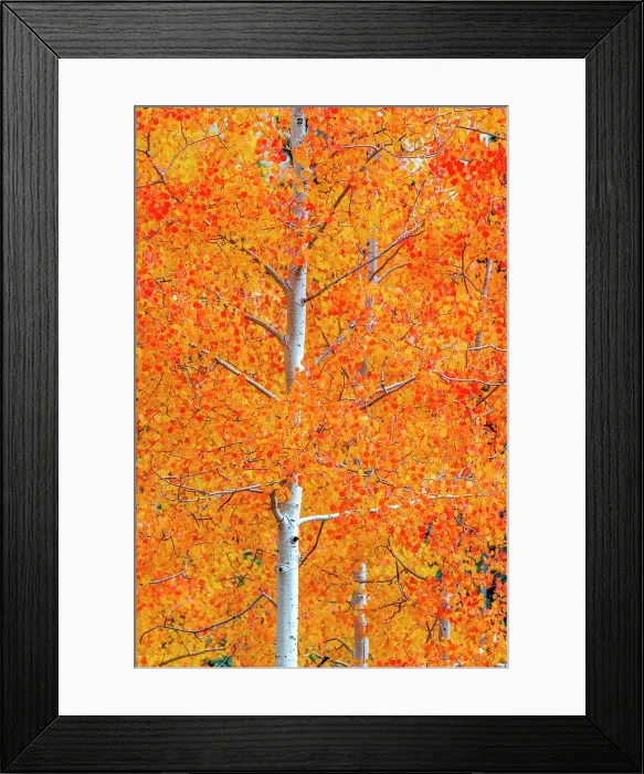Framed Print : USA, Colorado, Million Dollar Highway between Silverton and Durango, Autumnal Foliage
