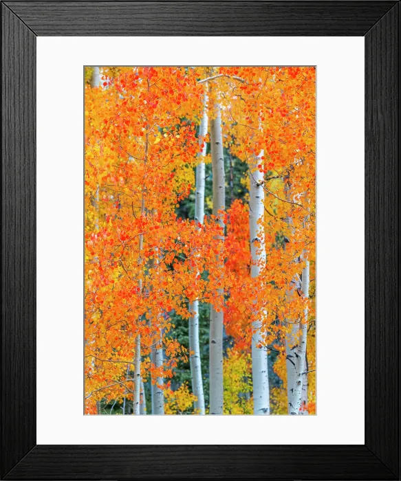 Framed Print : USA, Colorado, Million Dollar Highway between Silverton and Durango, Autumnal Foliage