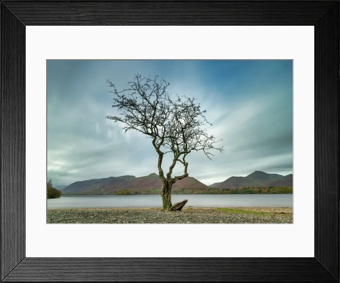 Framed Print : Lone Tree, Derwent Water, Keswick, Lake District National Park, Cumbria, England Framed Print : Lone Tree, Derwent Water, Keswick, Lake District National Park, Cumbria, England