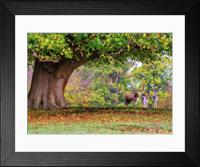 Framed Print : A stag and two does fallow deer during ruttiing season, Knole, Kent, England Framed Print : A stag and two does fallow deer during ruttiing season, Knole, Kent, England