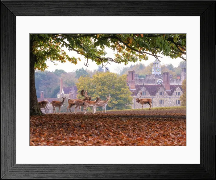 Framed Print : Wild deer herd during rutting season with Knole country house in the background, Knole, Kent, England Framed Print : Wild deer herd during rutting season with Knole country house in the background, Knole, Kent, England
