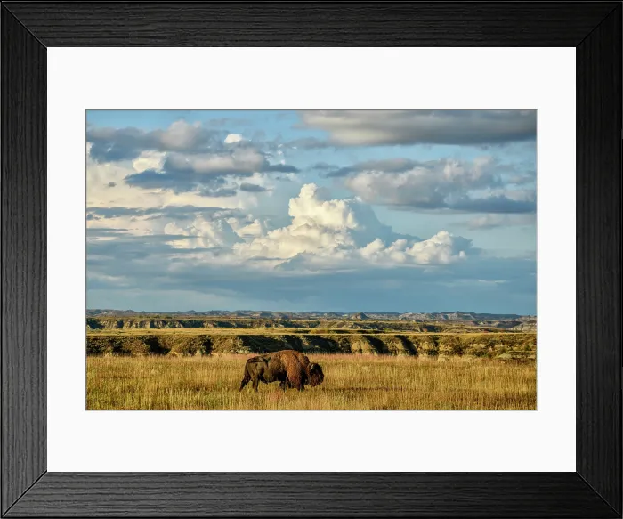 Framed Print : USA, Great Plains, North Dakota, Theodore Roosevelt, National Park, South Unit, Bison