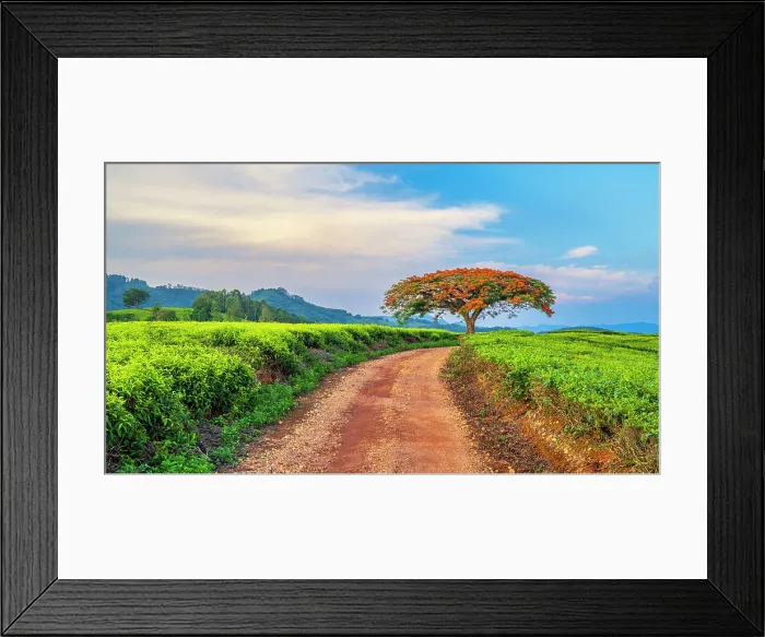 Framed Print : africa, Zimbabwe, Eastern Highlands, Honde Valley. The famous flamboyant tree of Aberfoyle Lodge Framed Print : africa, Zimbabwe, Eastern Highlands, Honde Valley. The famous flamboyant tree of Aberfoyle Lodge