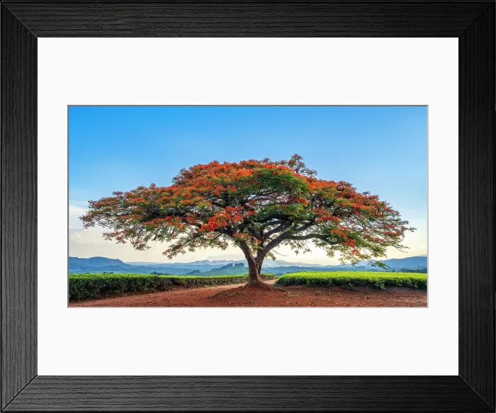 Framed Print : africa, Zimbabwe, Eastern Highlands, Honde Valley. The famous flamboyant tree of Aberfoyle Lodge