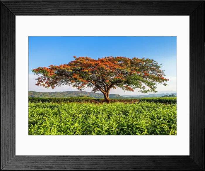 Framed Print : africa, Zimbabwe, Eastern Highlands, Honde Valley. The famous flamboyant tree of Aberfoyle Lodge Framed Print : africa, Zimbabwe, Eastern Highlands, Honde Valley. The famous flamboyant tree of Aberfoyle Lodge