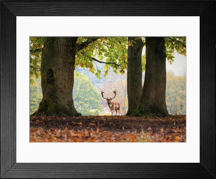 Framed Print : A stag walking in the parkland during rutting season, Knole, Kent, England Framed Print : A stag walking in the parkland during rutting season, Knole, Kent, England