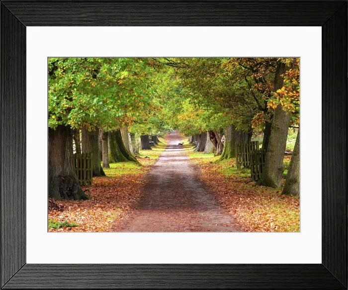 Framed Print : A tree-lined track in Knole park, Kent, England Framed Print : A tree-lined track in Knole park, Kent, England