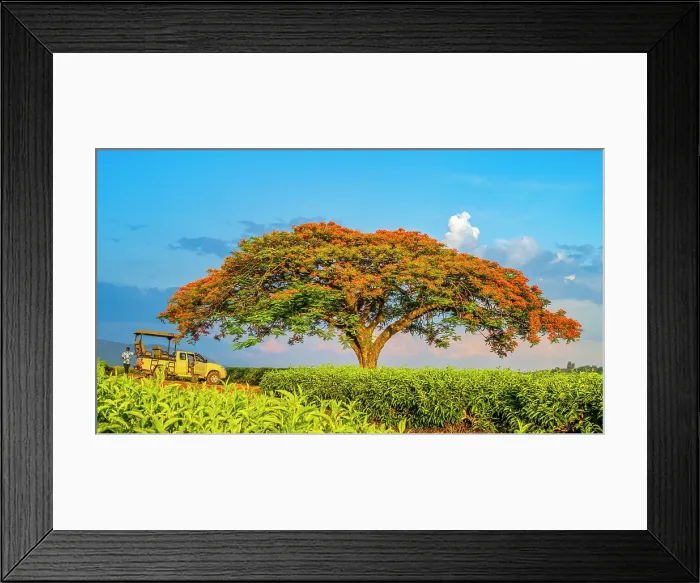 Framed Print : africa, Zimbabwe, Eastern Highlands, Honde Valley. The famous flamboyant tree of Aberfoyle Lodge Framed Print : africa, Zimbabwe, Eastern Highlands, Honde Valley. The famous flamboyant tree of Aberfoyle Lodge