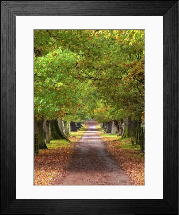 Framed Print : A tree-lined track in Knole park, Kent, England Framed Print : A tree-lined track in Knole park, Kent, England