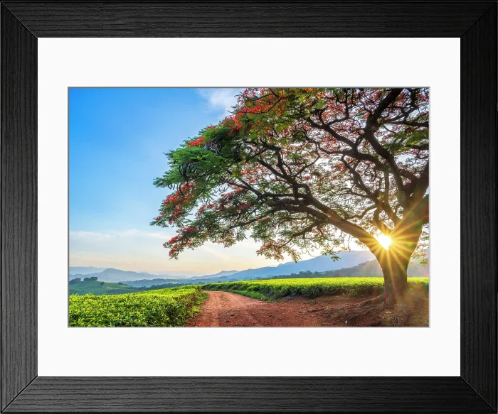 Framed Print : africa, Zimbabwe, Eastern Highlands, Honde Valley. The famous flamboyant tree of Aberfoyle Lodge Framed Print : africa, Zimbabwe, Eastern Highlands, Honde Valley. The famous flamboyant tree of Aberfoyle Lodge